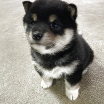 柴犬(豆柴)【福島県・女の子・2025年4月17日・黒】の写真「元気いっぱい優しい子です。両親は遺伝子検査済みです」