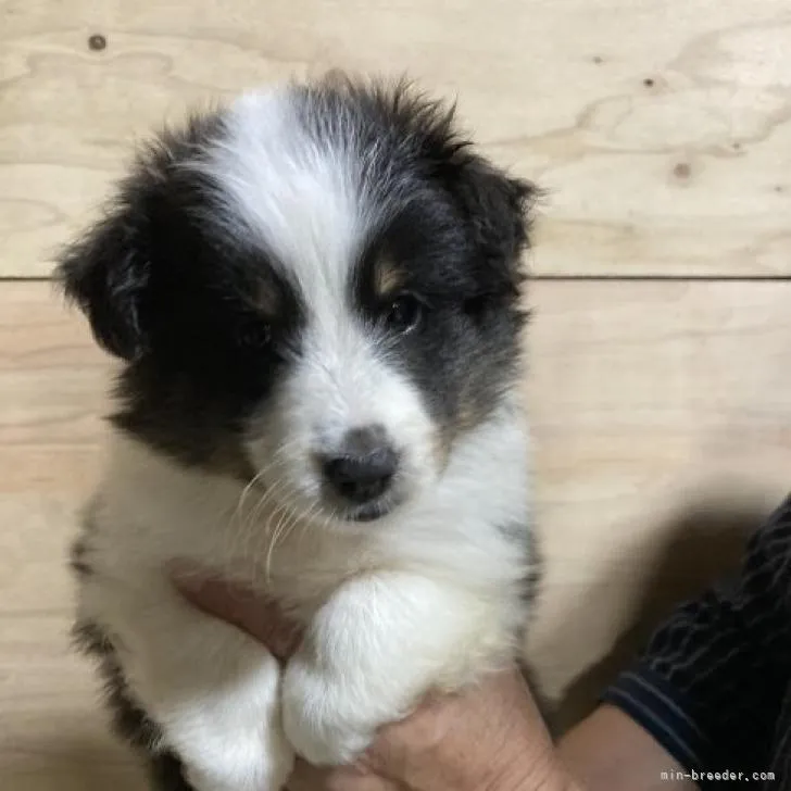 ID:2208-00245の子犬
