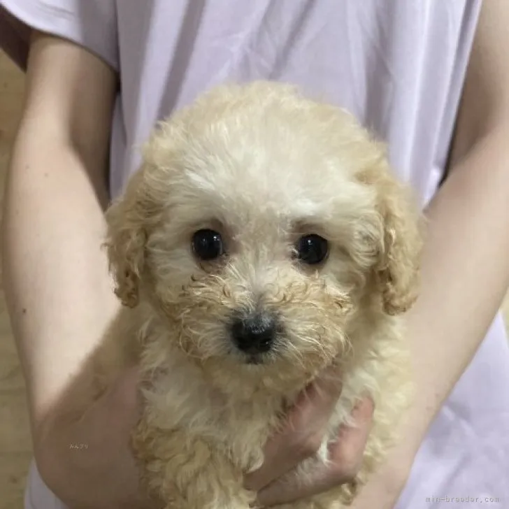 ID：2309-04909の子犬
