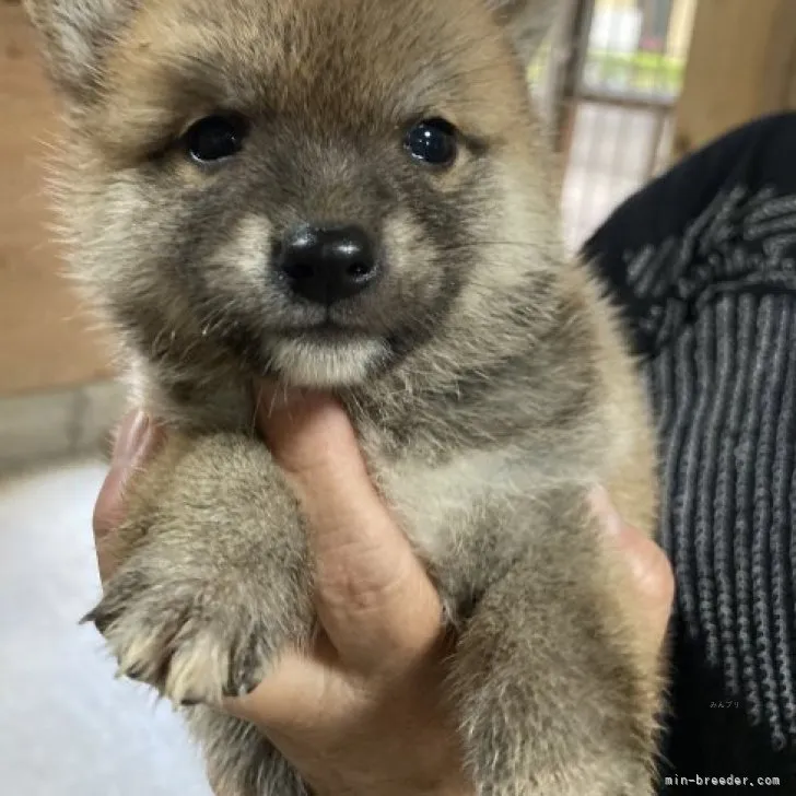 ポチのしっぽ 様のお迎えした子犬