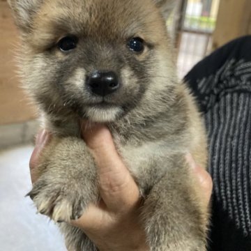 柴犬(豆柴)【福島県・男の子・2023年8月11日・赤毛】の写真「三世代豆柴認定可愛い男の子です。」