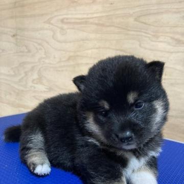 柴犬(豆柴)【福島県・女の子・2022年8月11日・黒】の写真「3代祖豆柴認定犬、両親遺伝子クリア可愛い女」