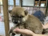 豆柴【福島県・男の子・2023年8月11日・赤毛】の写真3「どうです。男らしいでしょう！」
