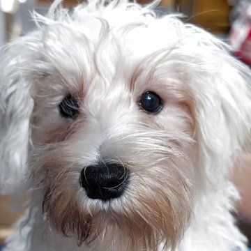 ミニチュアシュナウザー【栃木県・女の子・2025年6月14日・ホワイト】の写真「小柄で活発な女の子です。」