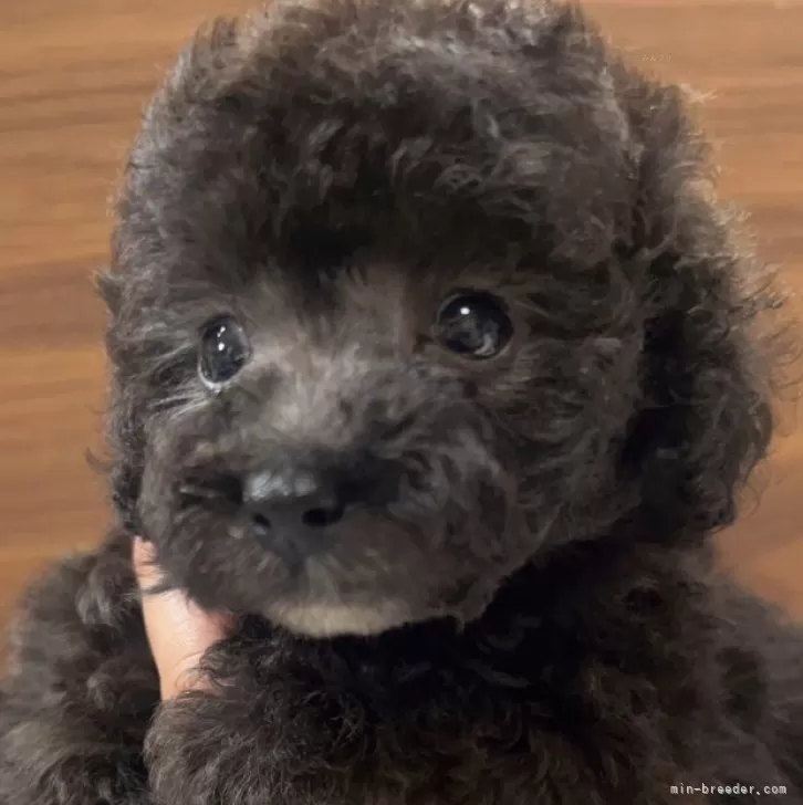 ID:2506-07684の子犬