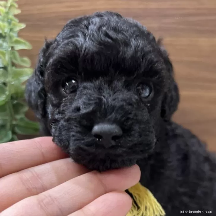 タイニープードル【兵庫県・男の子・2025年10月3日・ブラック】の写真1