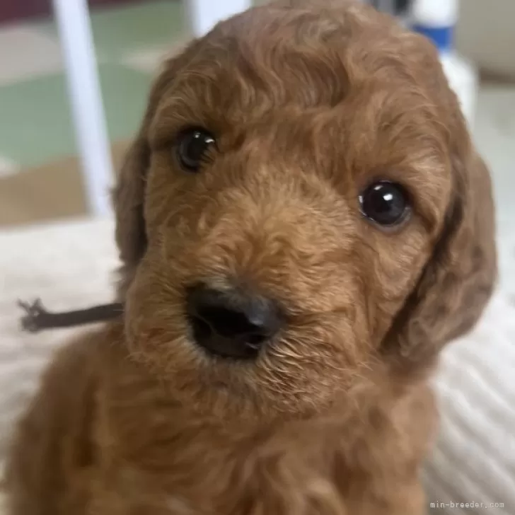 ID：2503-02635の子犬
