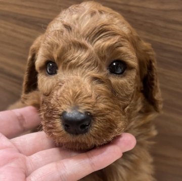 スタンダードプードル【兵庫県・男の子・2025年10月4日・レッド】の写真「濃いレッドです♡」