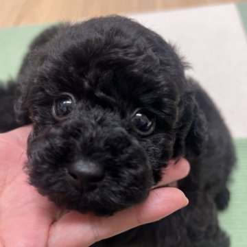トイプードル(タイニー)【兵庫県・男の子・2025年10月3日・ブラック】の写真「11月末までの募集！全て込みの価格になります！」