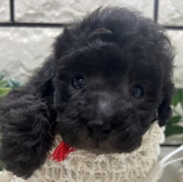 トイプードル(タイニー)【兵庫県・女の子・2024年12月24日・シルバー、グレー】の写真「凄く可愛い女の子
お早めにお問い合わせください！」