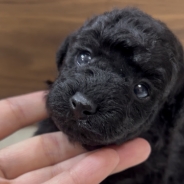 トイプードル(タイニー)【兵庫県・男の子・2025年10月3日・ブラック】の写真「とても可愛いお顔です♡」