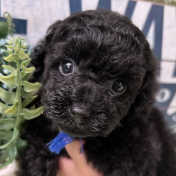 トイプードル(タイニー)【兵庫県・男の子・2025年10月3日・ブラック】の写真「11月末までの募集！全て込みの価格です！」