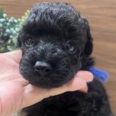 トイプードル(タイニー)