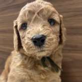 スタンダードプードル