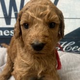 スタンダードプードル