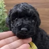 タイニープードル