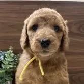 スタンダードプードル