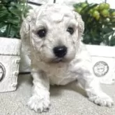 タイニープードル
