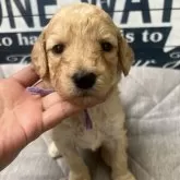 スタンダードプードル