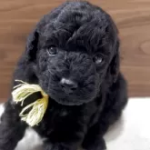 タイニープードル