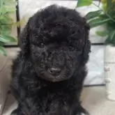 タイニープードル