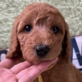 スタンダードプードル