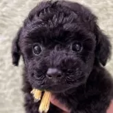 タイニープードル