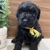 タイニープードル【兵庫県・男の子・2025年10月3日・ブラック】の写真3