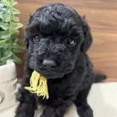 タイニープードル【兵庫県・男の子・2025年10月3日・ブラック】の写真4