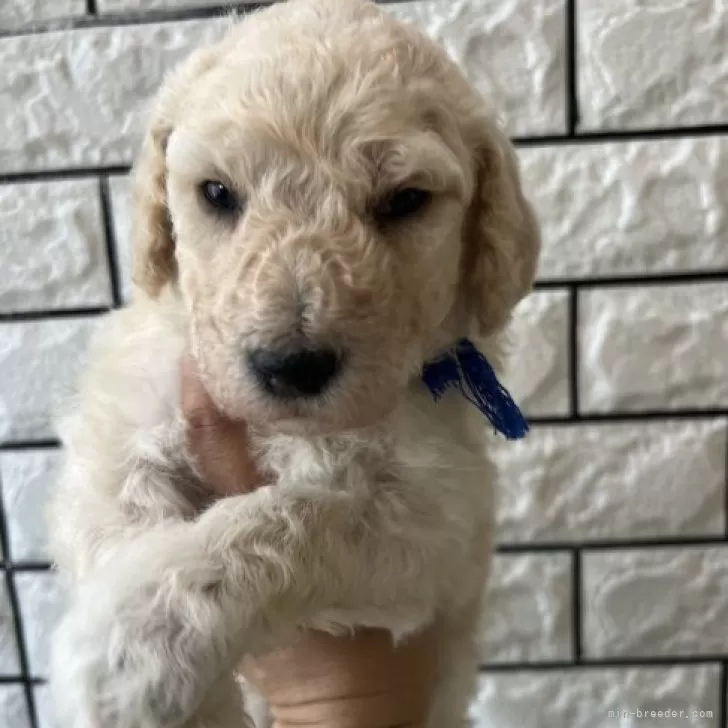 ID：2312-02849の子犬