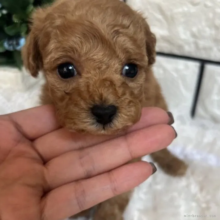 のな 様のお迎えした子犬