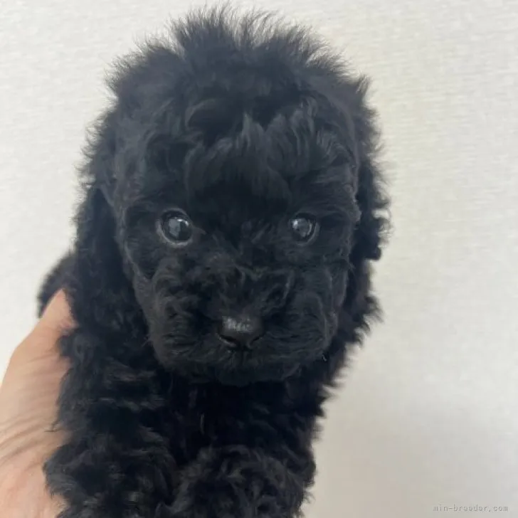 ID：2304-02049の子犬