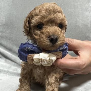 トイプードル(タイニー)【兵庫県・男の子・2022年9月28日・アプリコット】の写真「11月14日までの募集となります。小さめ男の子♪」