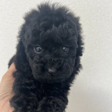トイプードル(タイニー)【兵庫県・男の子・2023年3月15日・ブラック】の写真「真っ黒の男の子⭐︎5月7日までの募集になります♪」