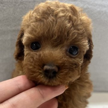 トイプードル(タイニー)【兵庫県・女の子・2024年7月15日・レッドフォーン】の写真「とっても可愛いお顔の女の子です♪」