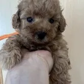 タイニープードル【兵庫県・男の子・2023年3月9日・レッド】の写真1