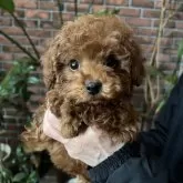 タイニープードル