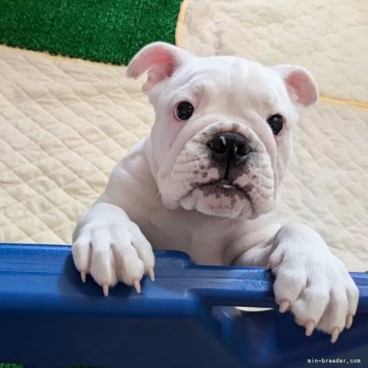 ID：2409-00078の子犬