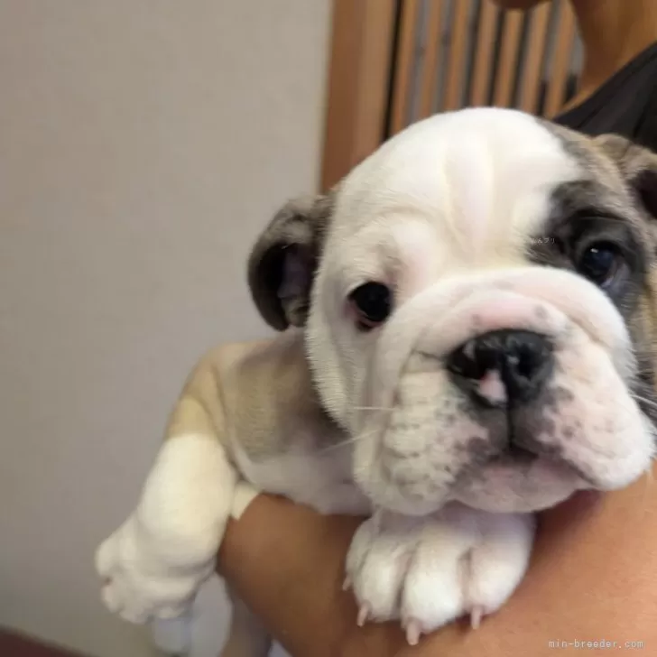 ID：2409-00069の子犬