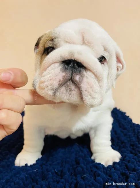 ID:2107-00674の子犬