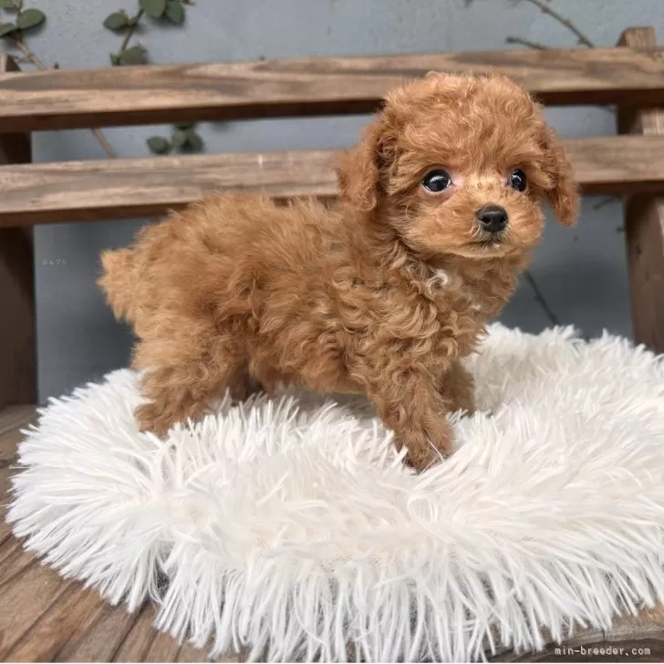 ID:2505-07486の子犬