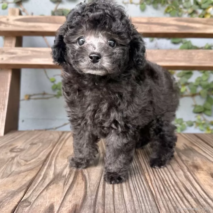 ID：2509-06028の子犬