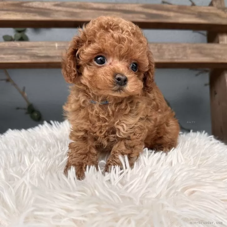 ID：2505-07428の子犬