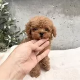 タイニープードル