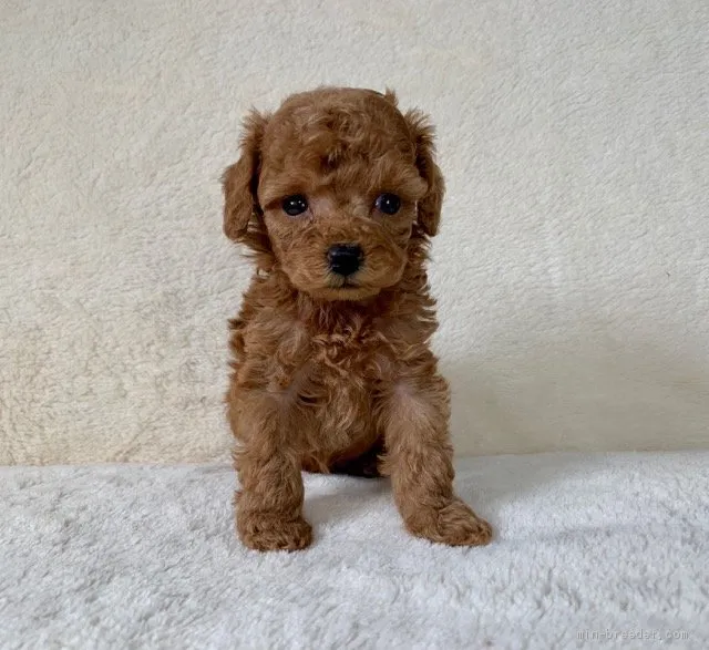 ID:1907-00719の子犬