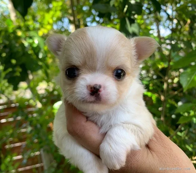 ID：1904-02216の子犬