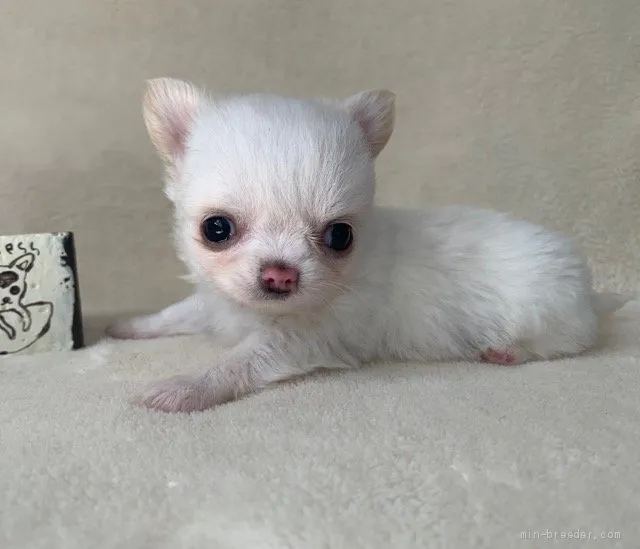 ID：1911-02516の子犬