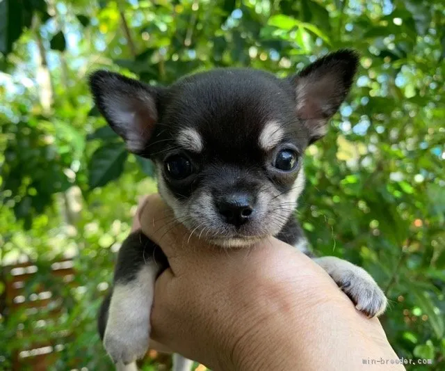 藤本 様のお迎えした子犬