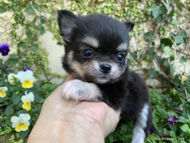 ID:2112-02903の子犬