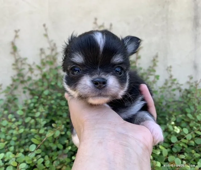 ID：2105-02044の子犬